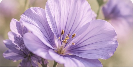 Soft lavender flower in bloom